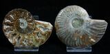 Inch Polished Ammonite (Pair) #1982-1